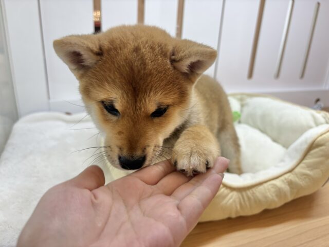 柴犬