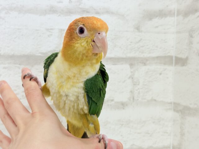シロハラインコ