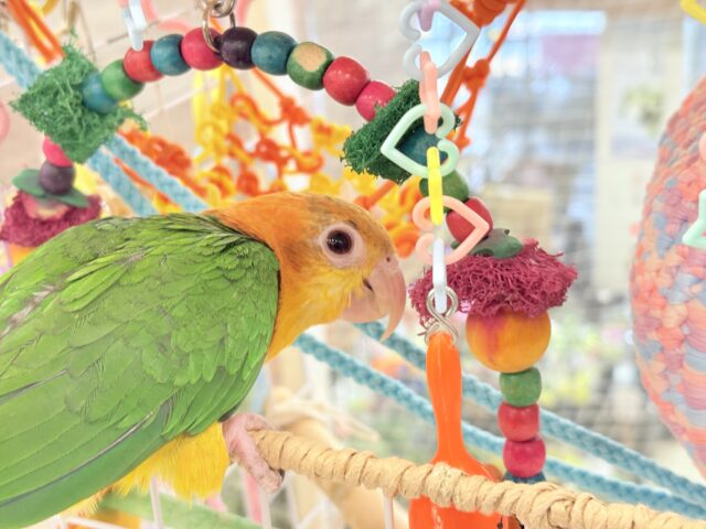 【最新画像更新🪄ひとり餌になりました☆】アピール女王🐥🍊🧡シロハラインコ(女の子) シロハラインコ