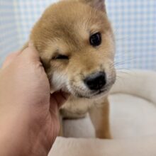最新📷むちコロな柴犬が来ました！
