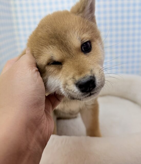 最新📷むちコロな柴犬が来ました！