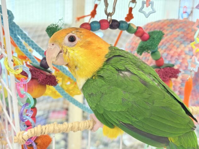 シロハラインコ