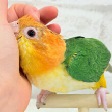 【最新画像更新🪄もうすぐひとり餌‪☆】アピール女王🐥🍊🧡シロハラインコ(女の子)