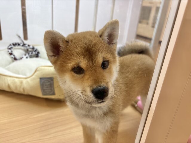 柴犬