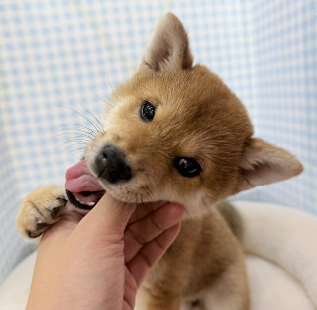 最新📷むちコロな柴犬が来ました! 柴犬