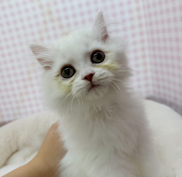 最新📷きゅんきゅんさせちゃう!ラガマフィンくん ラガマフィン