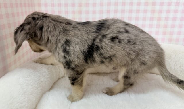 シルバーダップルのチワックスがきたよ! チワックス