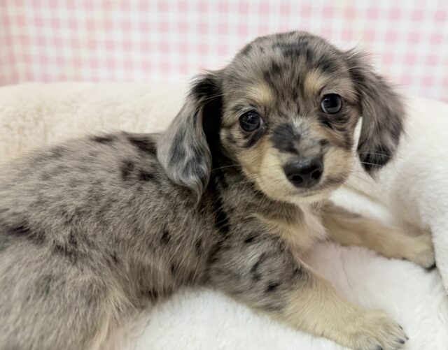 シルバーダップルのチワックスがきたよ！