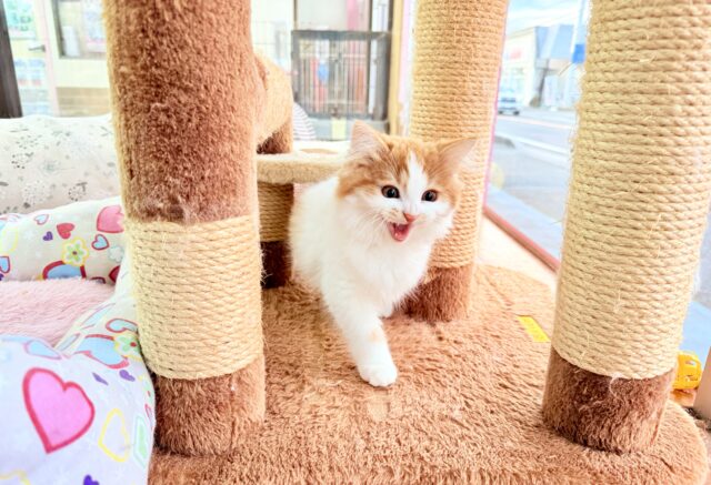 最新画像📸マンチカン(レッドタビー&ホワイト)女の子♪美人さん✨キティランデビュー! マンチカン