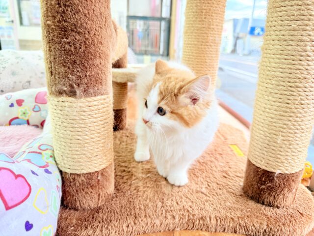 最新画像📸マンチカン(レッドタビー&ホワイト)女の子♪美人さん✨キティランデビュー! マンチカン