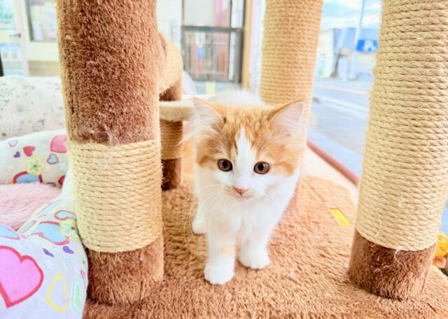 最新画像📸マンチカン(レッドタビー&ホワイト)女の子♪美人さん✨キティランデビュー! マンチカン