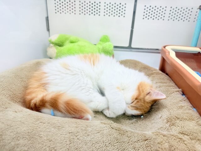 最新画像📸マンチカン(レッドタビー&ホワイト)女の子♪美人さん✨キティランデビュー! マンチカン