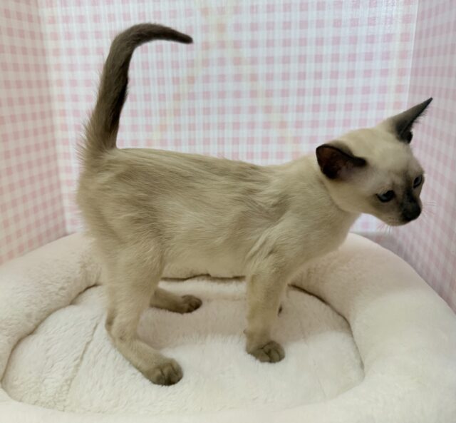 最新📷甘えん坊にゃんこ来ました!トンキニーズくん! トンキニーズ