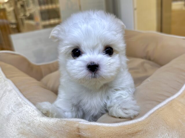 可愛さ満点💕💕🥺ペキマル男の子