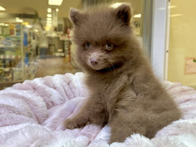 ポメラニアン