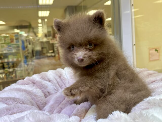 ポメラニアン