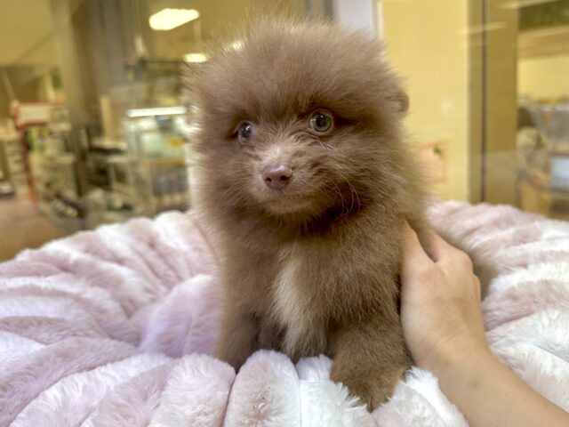 ポメラニアン