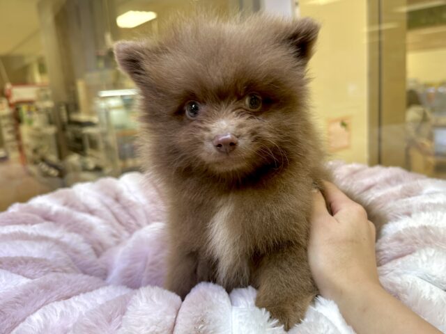 もふもふテディベア🐻ྀི🐻ྀི🐻ྀིポメラニアン男の子