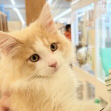 甘え待ち完璧です！サイベリアンくん！