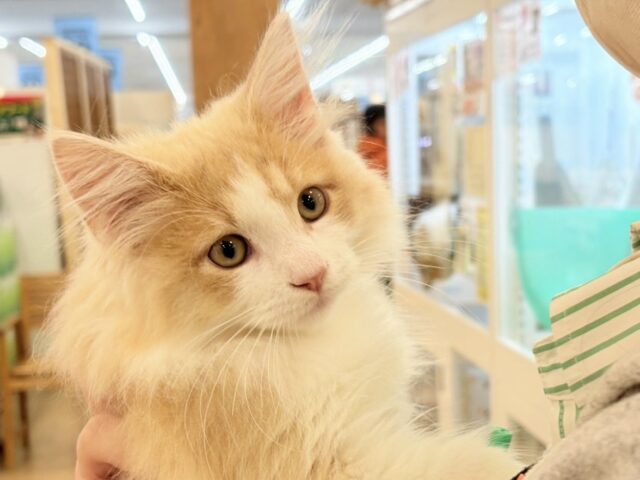 甘え待ち完璧です！サイベリアンくん！