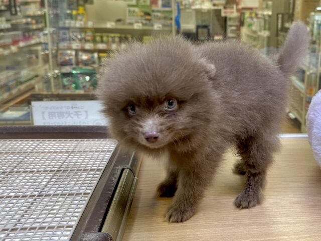 ポメラニアン