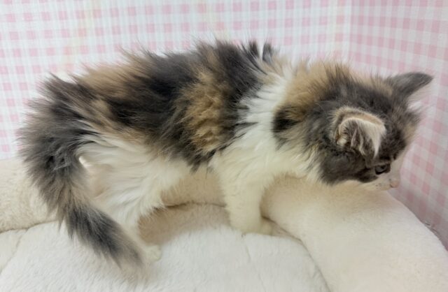 お久しぶり!ノルウェージャンの女の子🐈 ノルウェージャンフォレストキャット