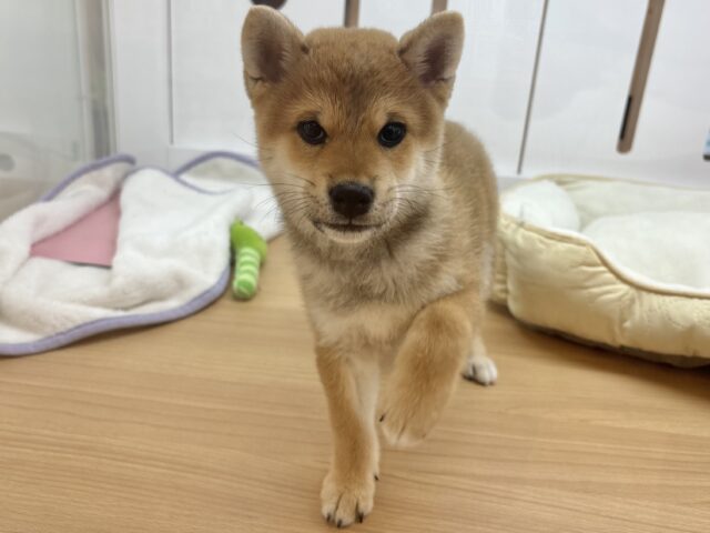 柴犬