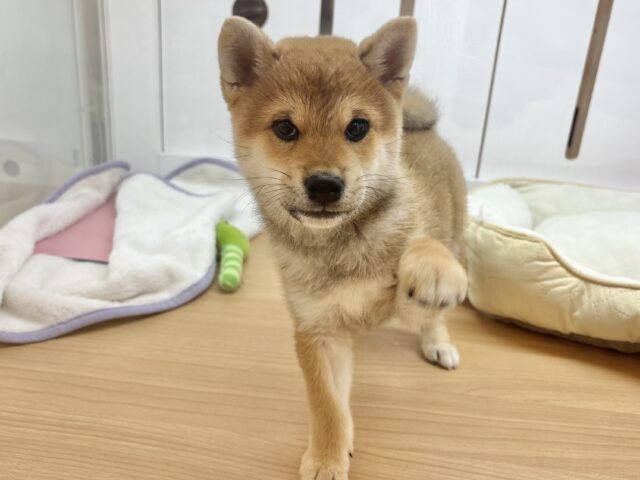 柴犬