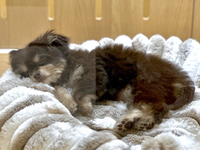 かわいいチョコレートカラー🍫💝ミックス犬(チワワ✖️トイプードル)女の子 チワプー