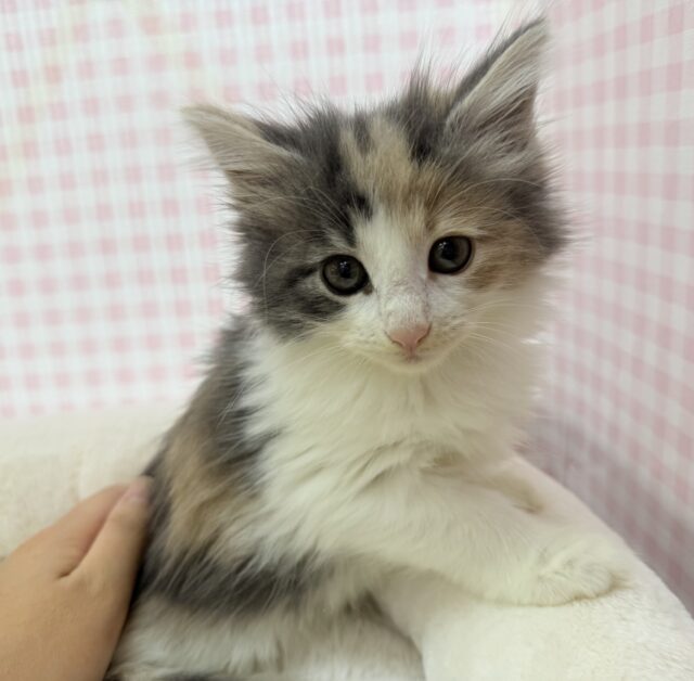 ノルウェージャンフォレストキャット