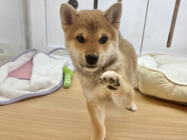 柴犬