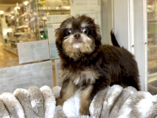 かわいいチョコレートカラー🍫💝ミックス犬(チワワ✖️トイプードル)女の子 チワプー