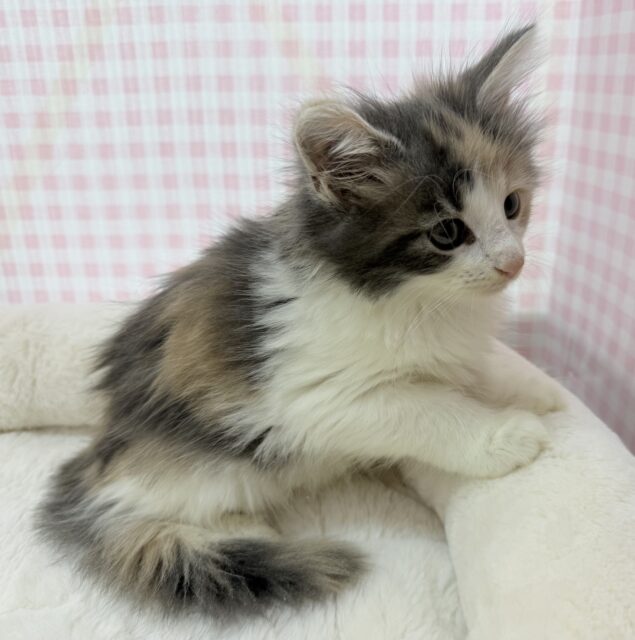 ノルウェージャンフォレストキャット