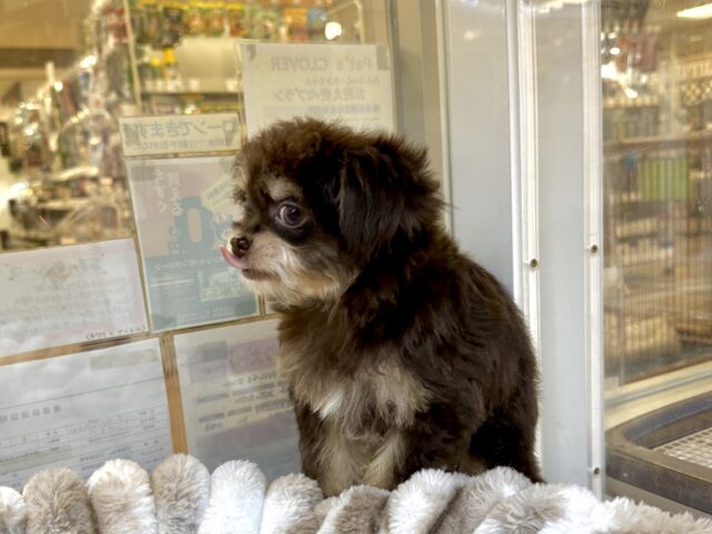 かわいいチョコレートカラー🍫💝ミックス犬(チワワ✖️トイプードル)女の子 チワプー
