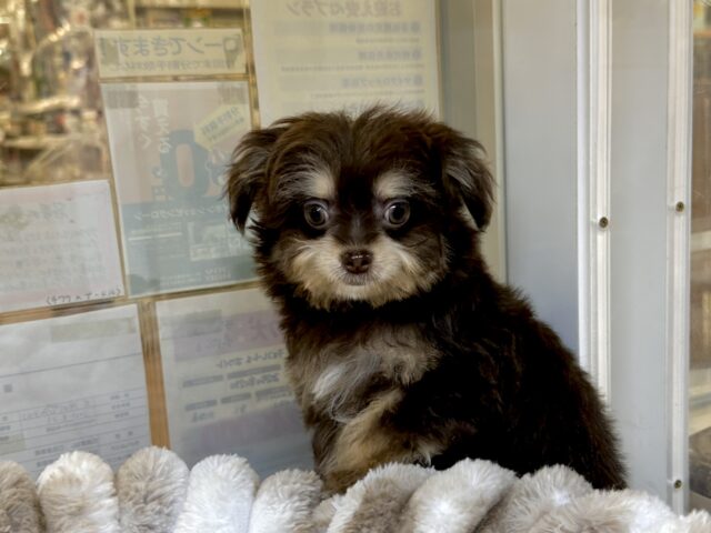 かわいいチョコレートカラー🍫💝ミックス犬(チワワ✖️トイプードル)女の子 チワプー