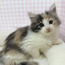 お久しぶり！ノルウェージャンの女の子🐈