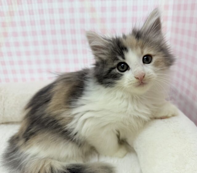 お久しぶり!ノルウェージャンの女の子🐈 お久しぶり!ノルウェージャンの女の子🐈