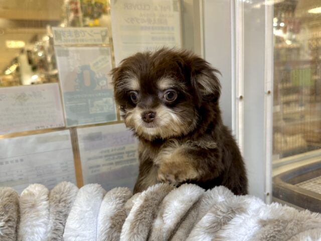 かわいいチョコレートカラー🍫💝ミックス犬(チワワ✖️トイプードル)女の子 チワプー