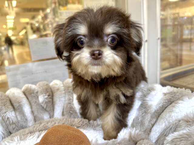 かわいいチョコレートカラー🍫💝ミックス犬(チワワ✖️トイプードル)女の子 チワプー