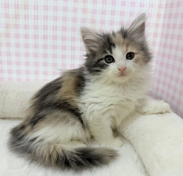 ノルウェージャンフォレストキャット