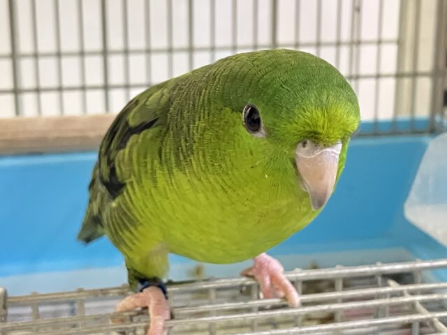 ァーー!!👽ブログ乗っ取りピエポ星人👽🛸サザナミインコ(ノーマル💚/2025年8月生まれ) サザナミインコ