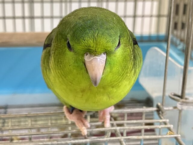 ァーー!!👽ブログ乗っ取りピエポ星人👽🛸サザナミインコ(ノーマル💚/2025年8月生まれ) サザナミインコ