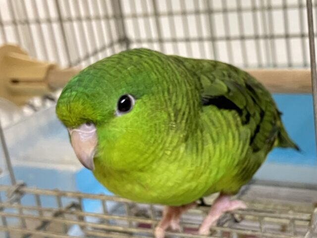 ァーー!!👽ブログ乗っ取りピエポ星人👽🛸サザナミインコ(ノーマル💚/2025年8月生まれ) サザナミインコ