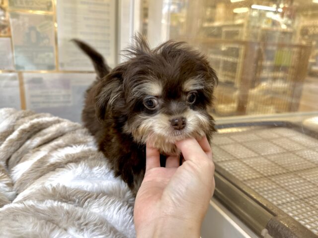 かわいいチョコレートカラー🍫💝ミックス犬(チワワ✖️トイプードル)女の子 チワプー