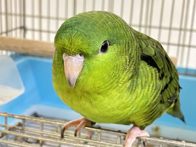 ァーー!!👽ブログ乗っ取りピエポ星人👽🛸サザナミインコ(ノーマル💚/2025年8月生まれ) サザナミインコ
