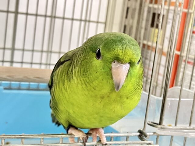 ｧｰｰ!!👽ブログ乗っ取りピエポ星人👽🛸サザナミインコ(ノーマル‪💚/2025年8月生まれ)