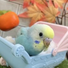 キミを笑顔に虹🌈ᵕ̈*まじない🪄➰⭐️セキセイインコ(レインボー/2025年10月生まれ)