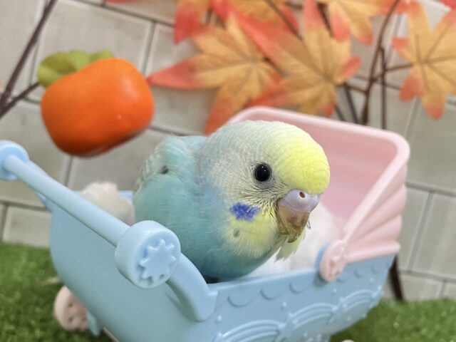 キミを笑顔に虹🌈ᵕ̈*まじない🪄➰⭐️セキセイインコ(レインボー/2025年10月生まれ)