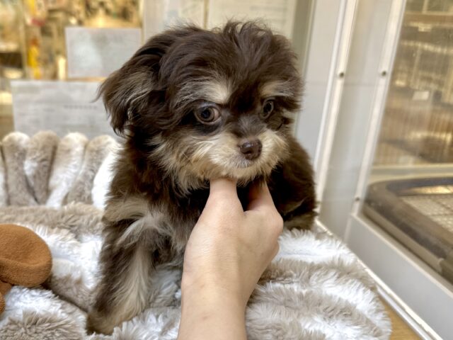 かわいいチョコレートカラー🍫💝ミックス犬(チワワ✖️トイプードル)女の子 チワプー
