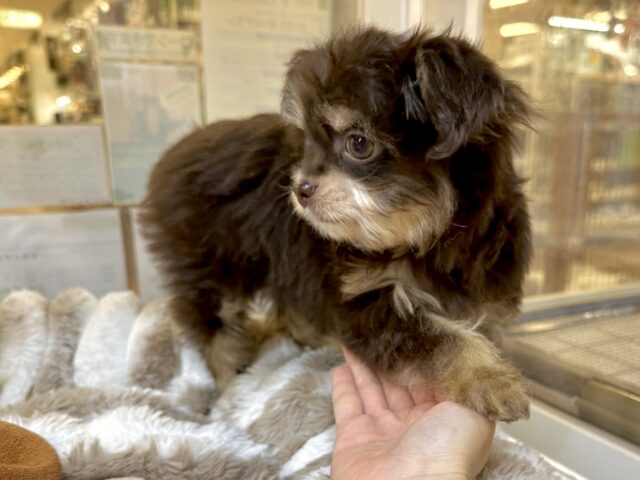 かわいいチョコレートカラー🍫💝ミックス犬(チワワ✖️トイプードル)女の子 チワプー